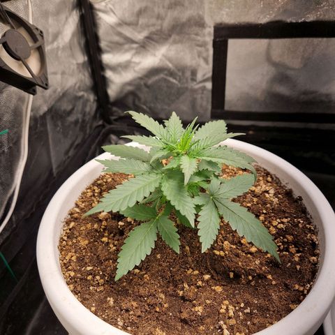 Alya growlog timeline photo