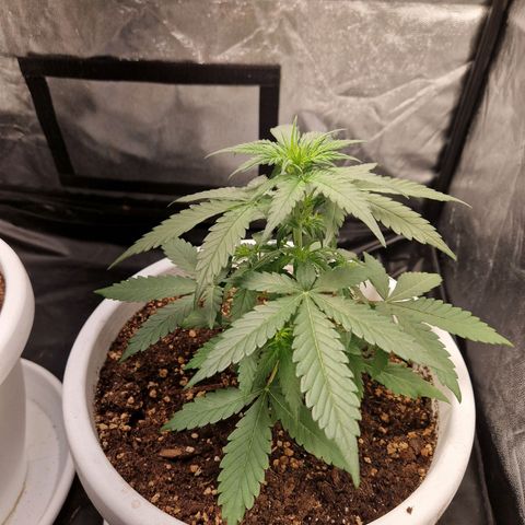 Kuze growlog timeline photo