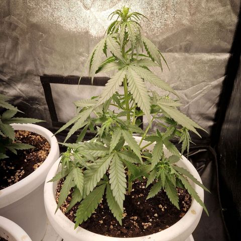 Kuze growlog timeline photo