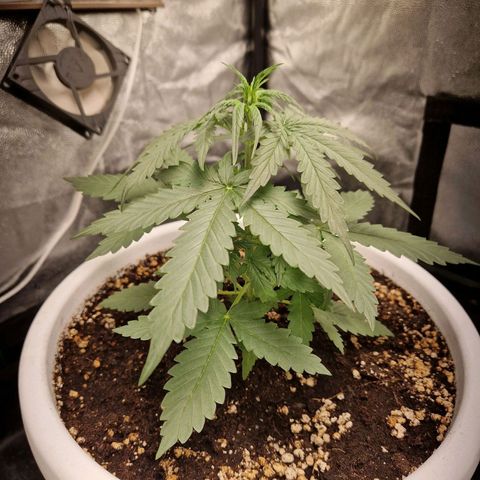 Alya growlog timeline photo