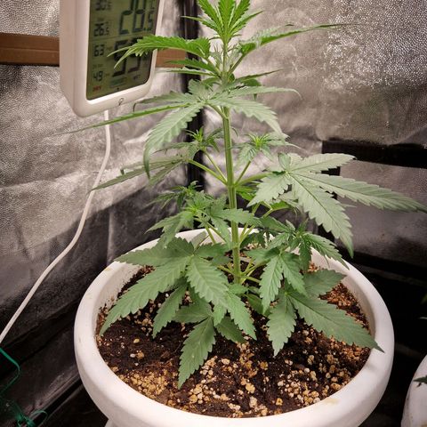 Alya growlog timeline photo