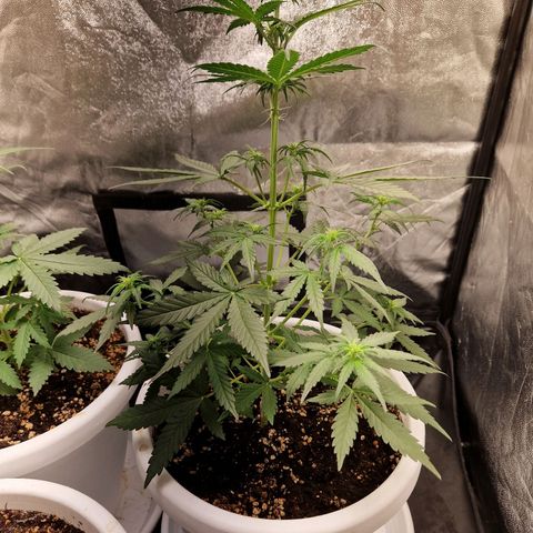 Kuze growlog timeline photo