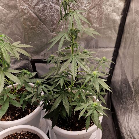 Kuze growlog timeline photo