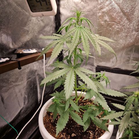Alya growlog timeline photo