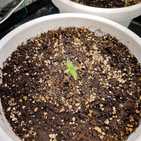 Yuki growlog timeline photo