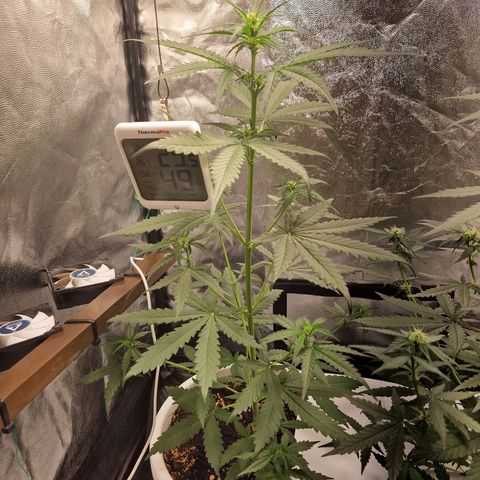 Alya growlog timeline photo