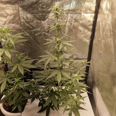 Kuze growlog timeline photo