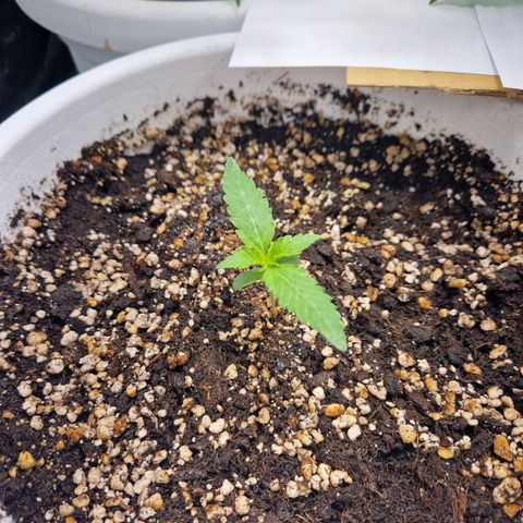 Yuki growlog timeline photo
