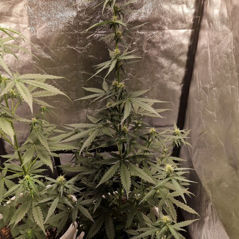Kuze growlog timeline photo