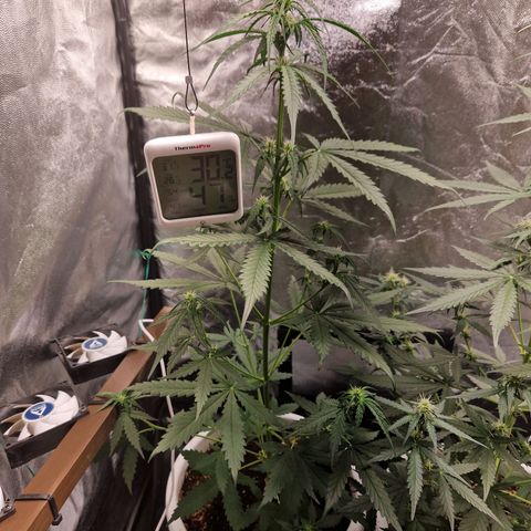 Alya growlog timeline photo