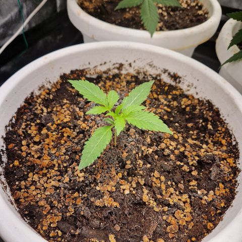 Yuki growlog timeline photo