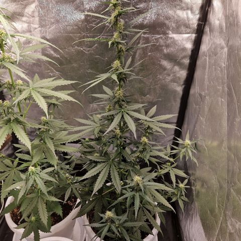 Kuze growlog timeline photo