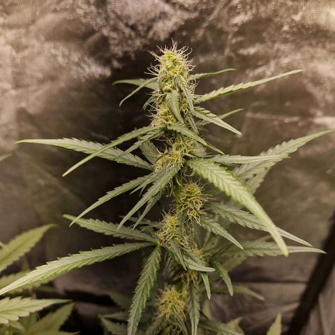 Kuze growlog timeline photo