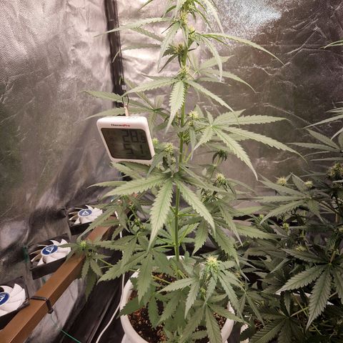 Alya growlog timeline photo