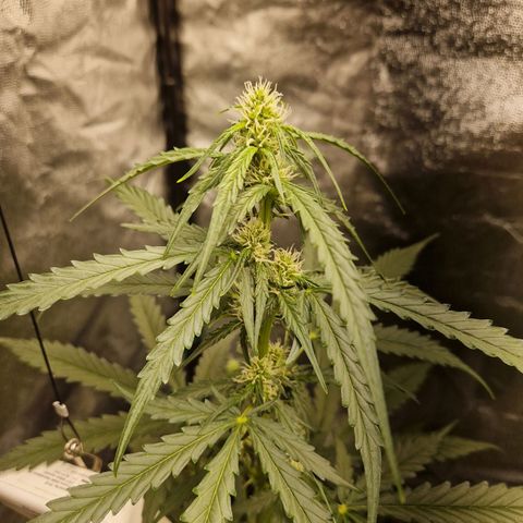 Alya growlog timeline photo