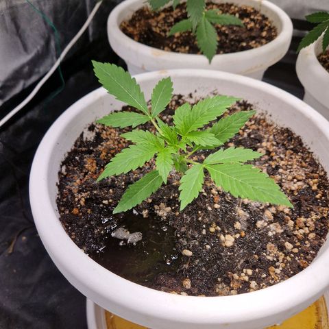 Yuki growlog timeline photo