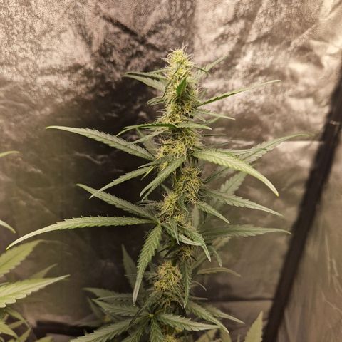 Kuze growlog timeline photo