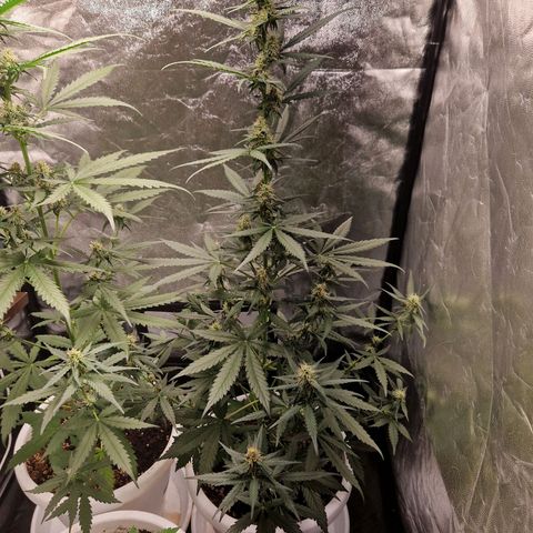 Kuze growlog timeline photo