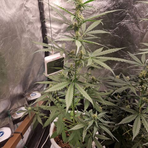 Alya growlog timeline photo