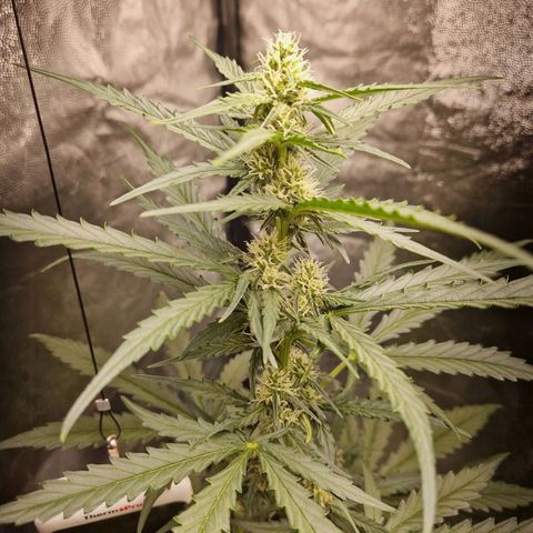 Alya growlog timeline photo