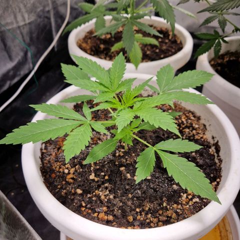 Yuki growlog timeline photo