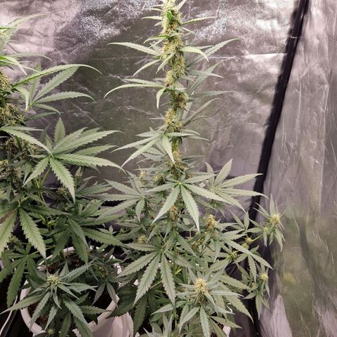 Kuze growlog timeline photo