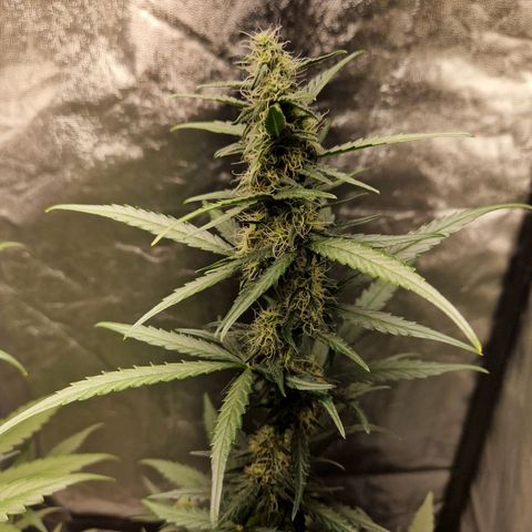 Kuze growlog timeline photo