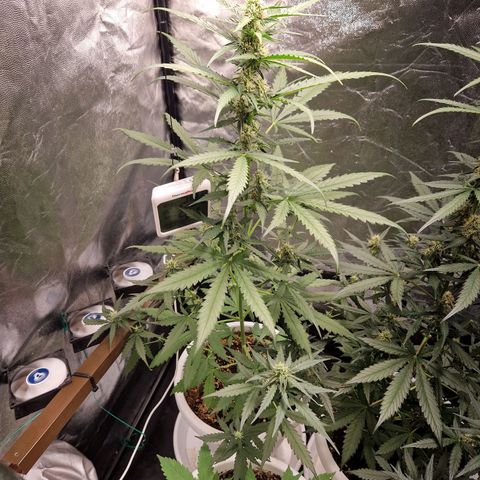 Alya growlog timeline photo