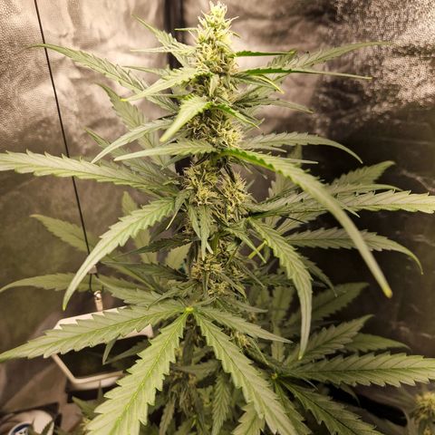 Alya growlog timeline photo