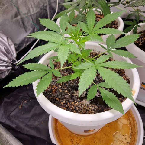 Yuki growlog timeline photo