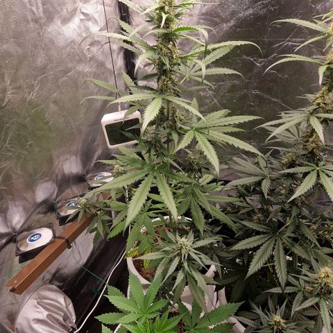 Alya growlog timeline photo