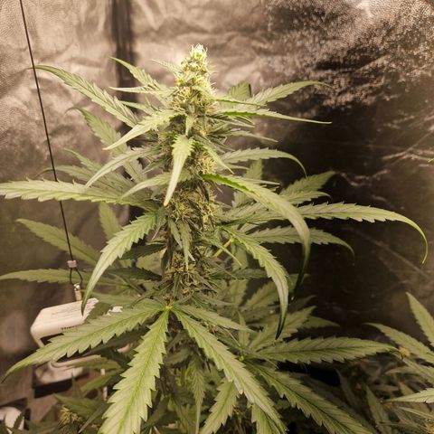 Alya growlog timeline photo