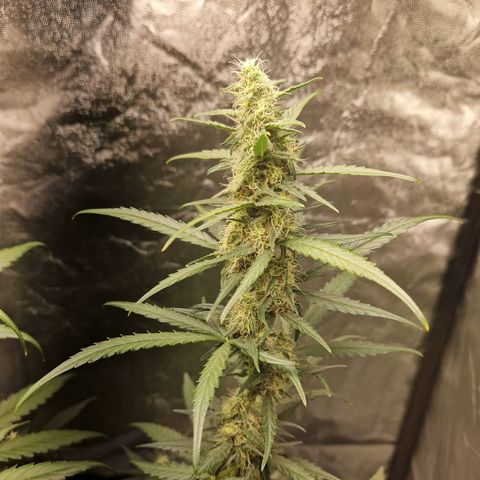 Kuze growlog timeline photo