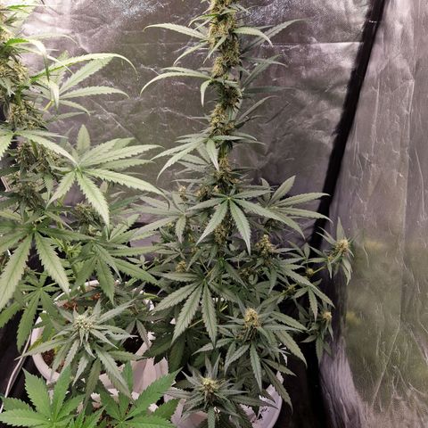 Kuze growlog timeline photo