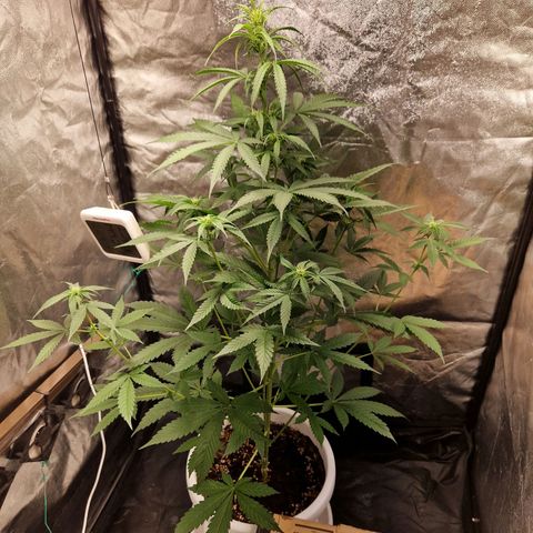 Yuki growlog timeline photo