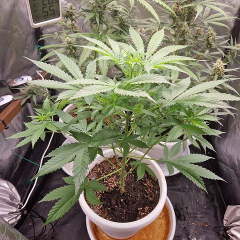 Yuki growlog timeline photo