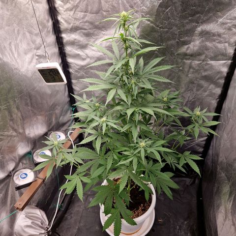 Yuki growlog timeline photo