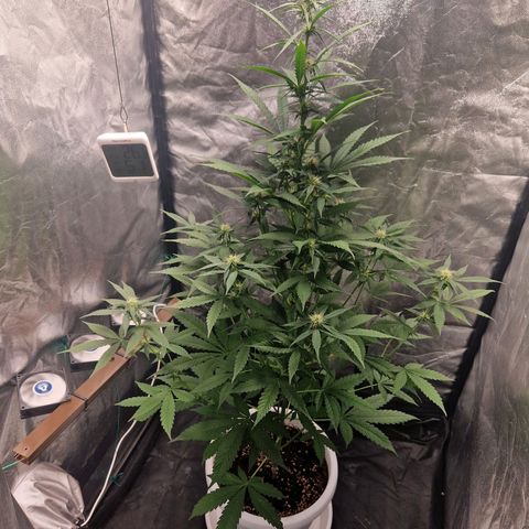 Yuki growlog timeline photo