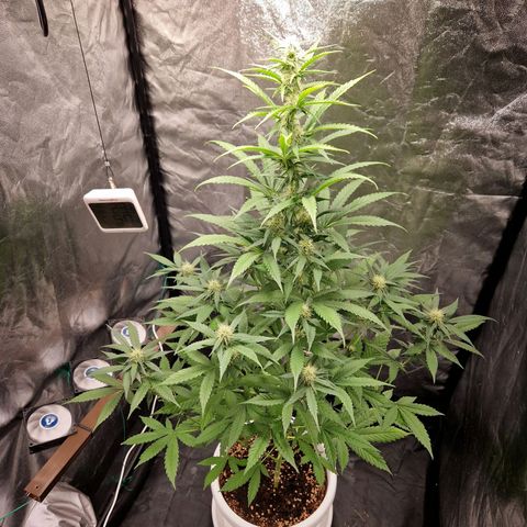 Yuki growlog timeline photo