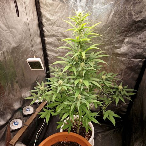 Yuki growlog timeline photo