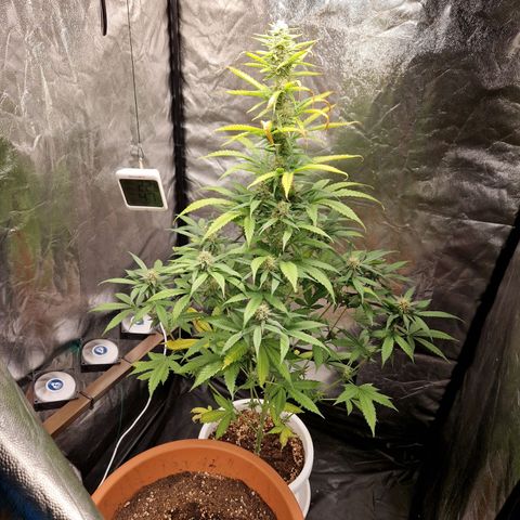 Yuki growlog timeline photo
