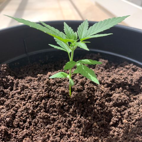 Gorilla Glue growlog photo: 2h de sol 