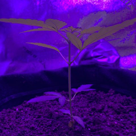 Gorilla Glue growlog timeline photo