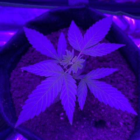 Gorilla Glue growlog timeline photo