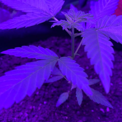 Gorilla Glue growlog timeline photo