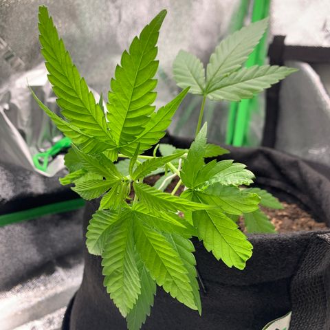 Gorilla Glue growlog photo: Amarra