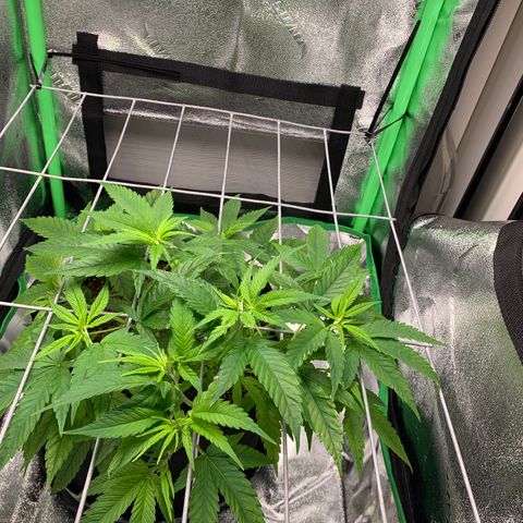 Gorilla Glue growlog timeline photo