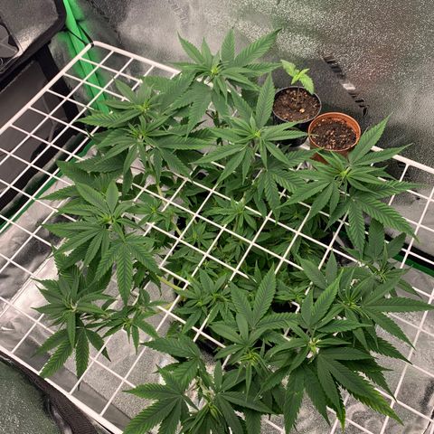 Gorilla Glue growlog timeline photo