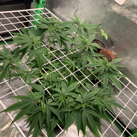 Gorilla Glue growlog timeline photo
