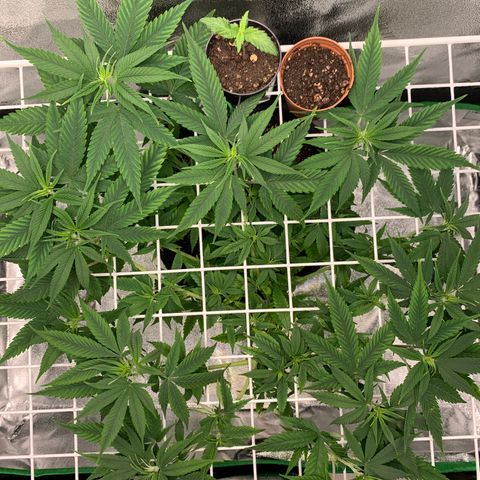 Gorilla Glue growlog timeline photo